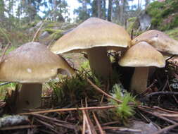 Image of Tricholoma arvernense Bon 1976