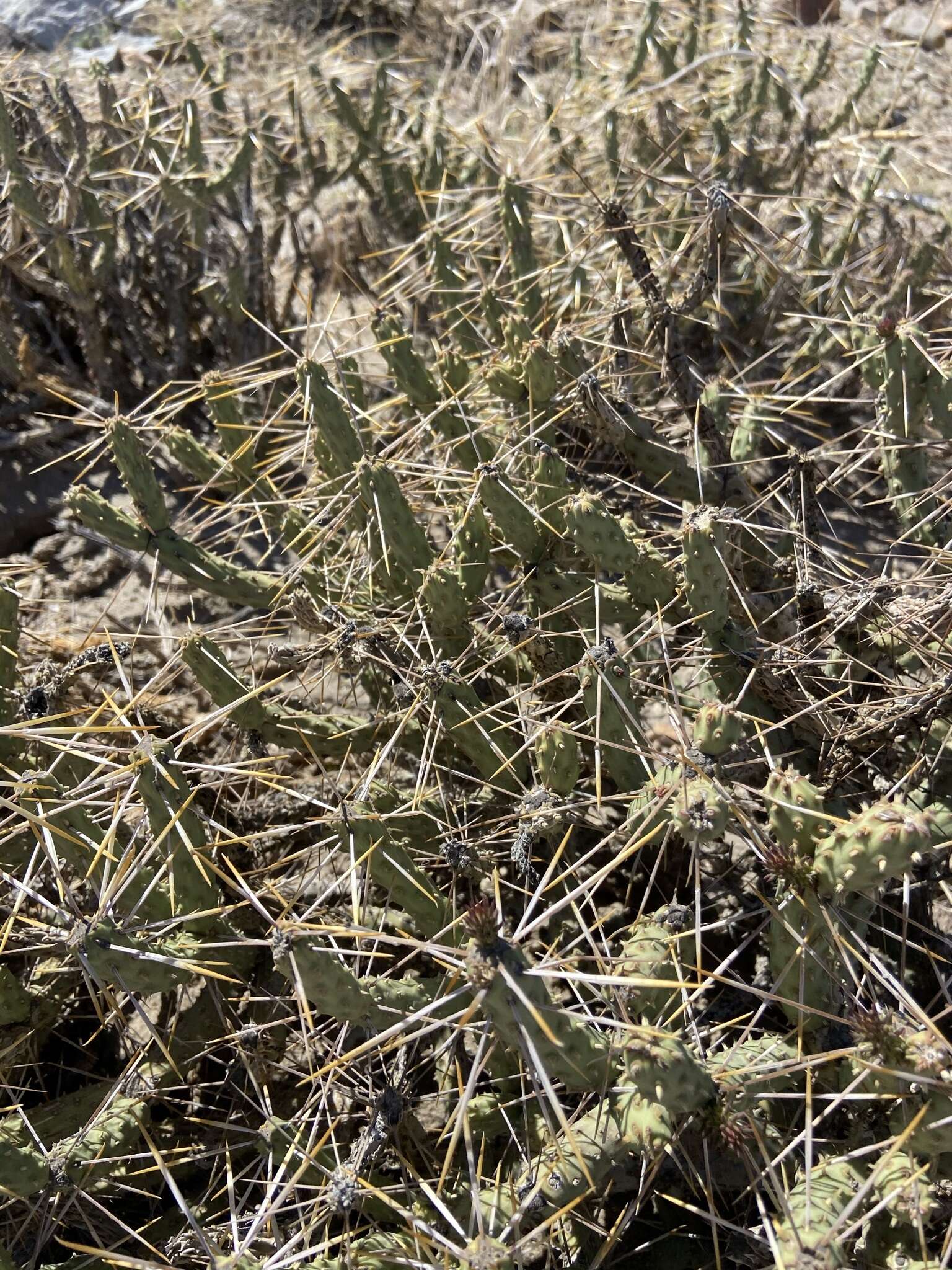 Sivun Cylindropuntia tesajo (Engelm. ex J. M. Coult.) F. M. Knuth kuva