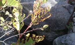 Image of Alder Flea Beetle