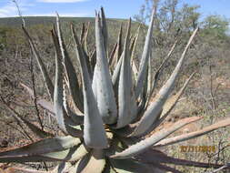 Aloe littoralis Baker resmi