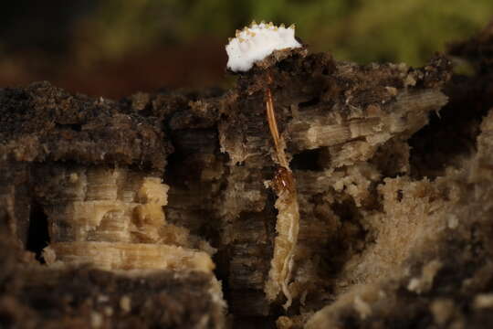 Слика од Tolypocladium inflatum W. Gams 1971