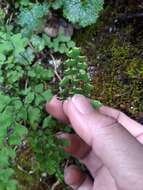 Imagem de Adiantum formosanum Tag.