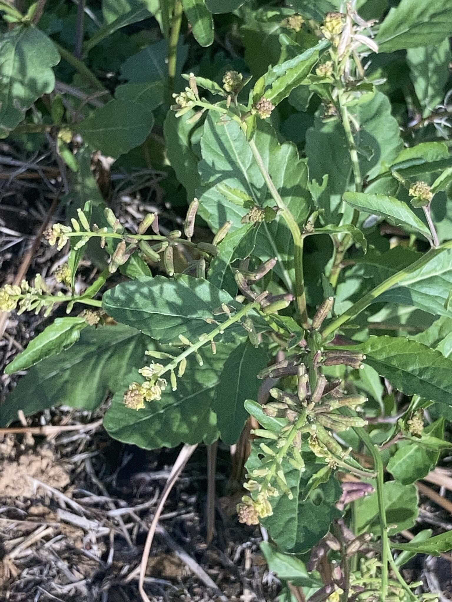 Image of Stalkless Yellowcress