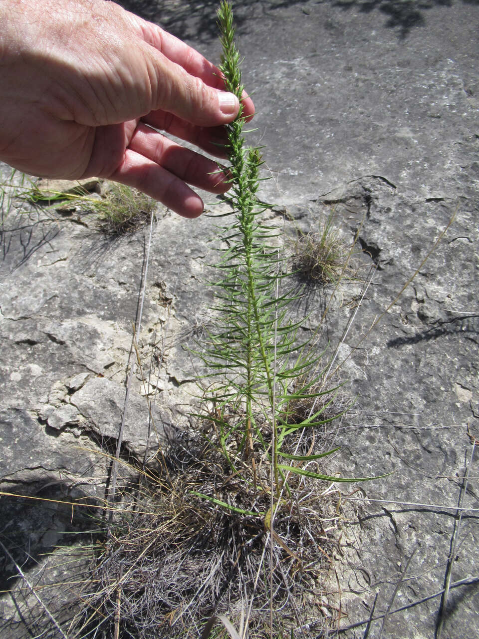 Image of glandular blazing star