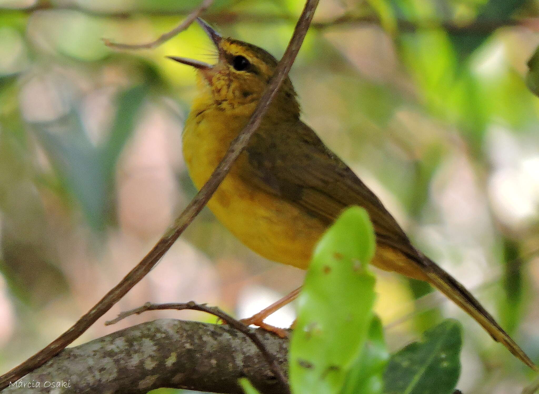 Imagem de Myiothlypis flaveola Baird & SF 1865