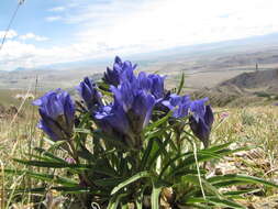 صورة Gentiana decumbens L. fil.