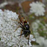 Image de Vespula rufa (Linnaeus 1758)