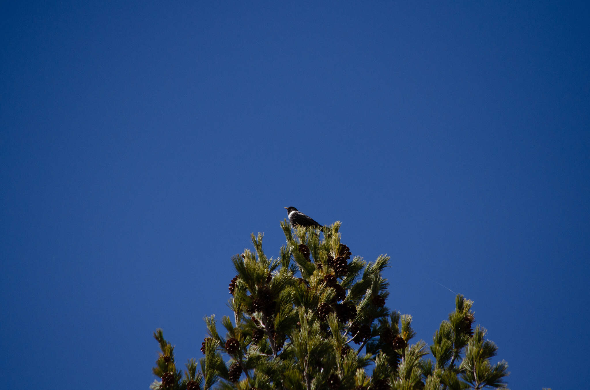 Image of Ring Ouzel