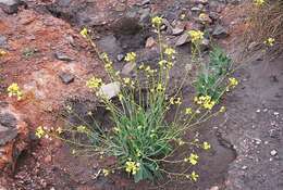 صورة Diplotaxis harra subsp. crassifolia (Raf.) Maire