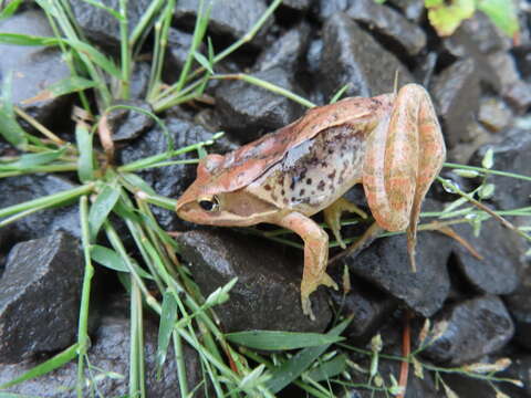 Image of Japanese Brown Frog