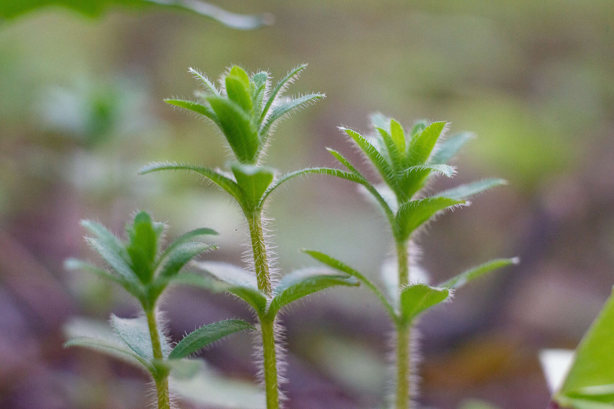 Image of Cruciata glabra subsp. krylovii (Iljin) E. G. Naumova