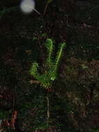 Image of Oriental clubmoss