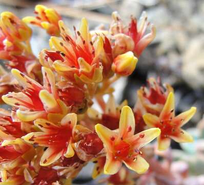 Image of Sedum rubiginosum