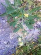 Image of Anthyllis vulneraria subsp. maura (Beck) Maire