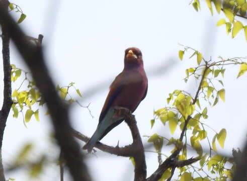 Image of Broad-billed Roller