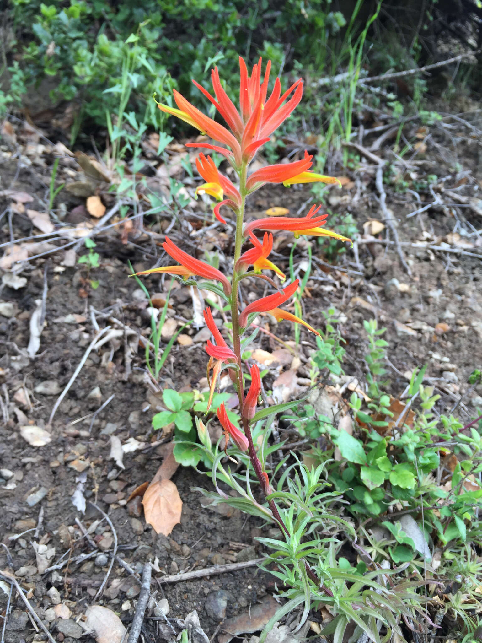 Image of longleaf Indian paintbrush