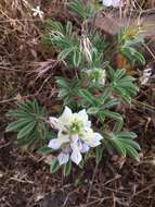 Image of jawleaf lupine