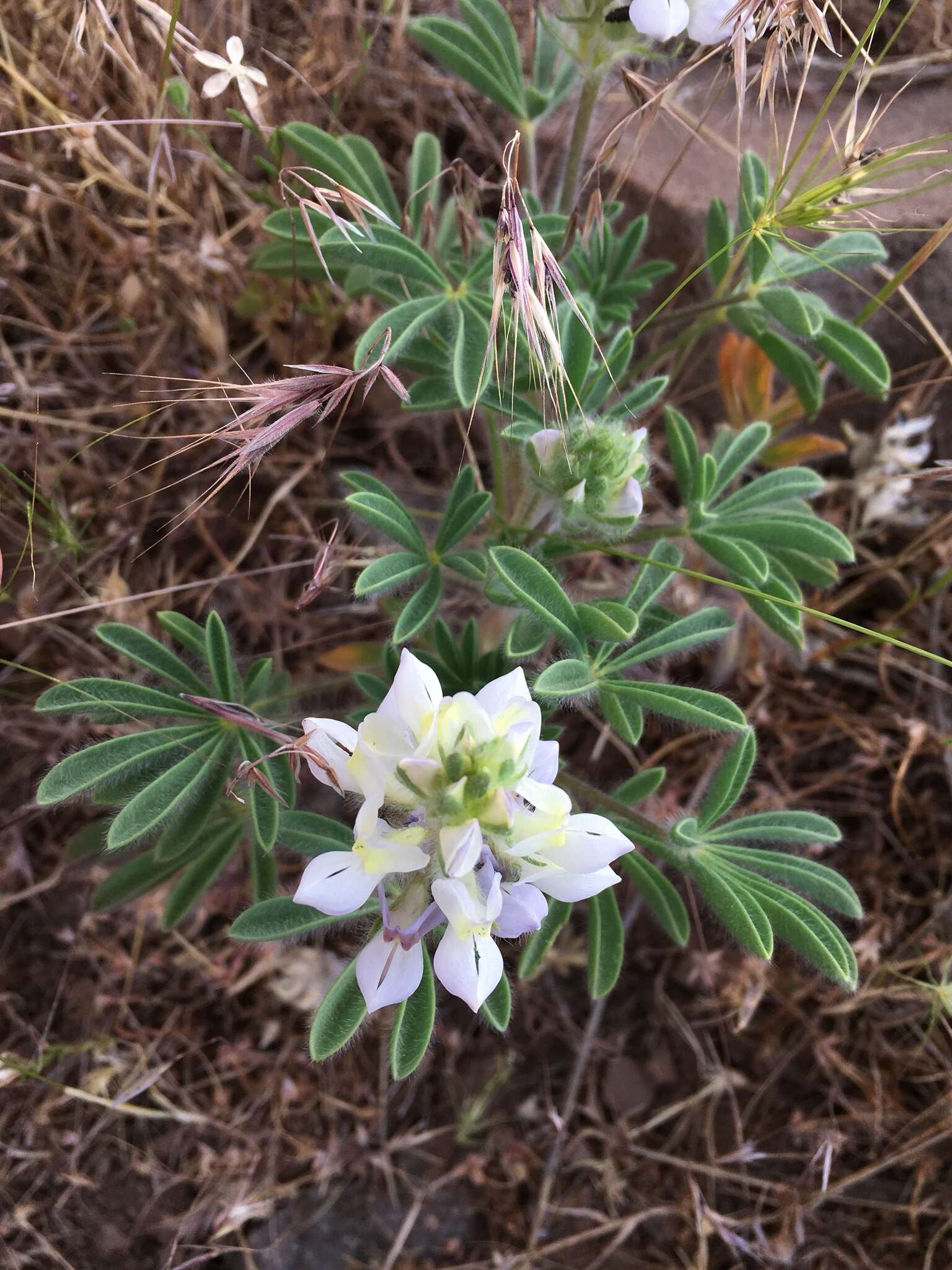 Lupinus malacophyllus Greene resmi