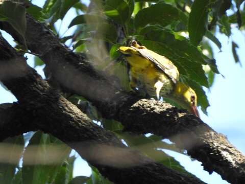 Image of Black-naped Oriole