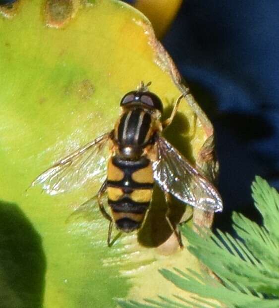 Image of Helophilus fasciatus Walker 1849