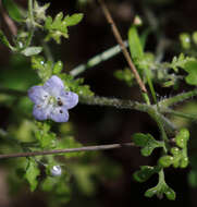 صورة Nemophila pulchella Eastw.