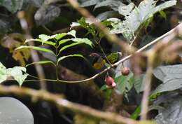 Image of Tawny-capped Euphonia