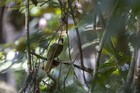 Criniger olivaceus (Swainson 1837)的圖片