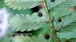 Plancia ëd Polystichum craspedosorum (Maxim.) Diels