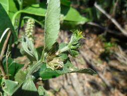 Calyptocarpus wendlandii Sch. Bip. resmi