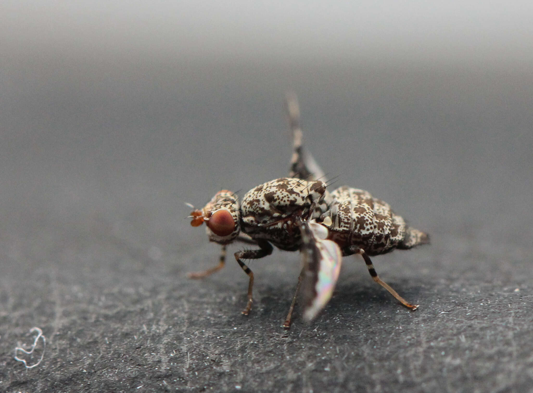 Image of Callopistromyia strigula (Loew 1873)