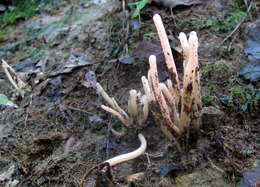 Image of Clavaria rubicundula Leathers 1956