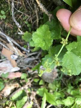 Image of fivestamen miterwort