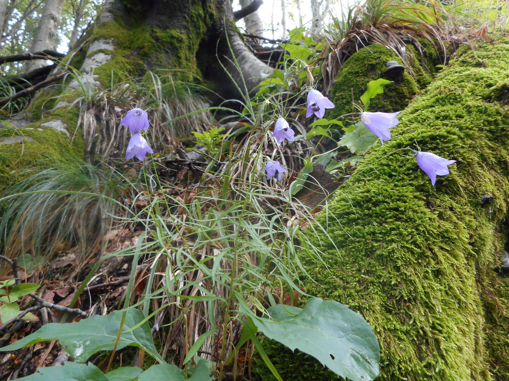 Image of Scheuchzer's Bellflower