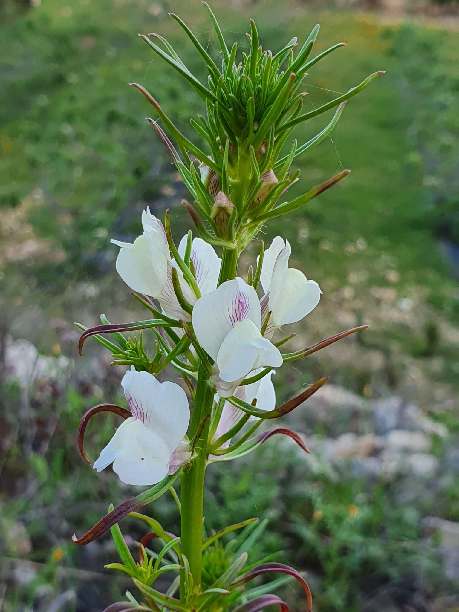 Image of Misopates calycinum (Vent.) Rothm.