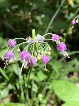 Image of Lady's leek