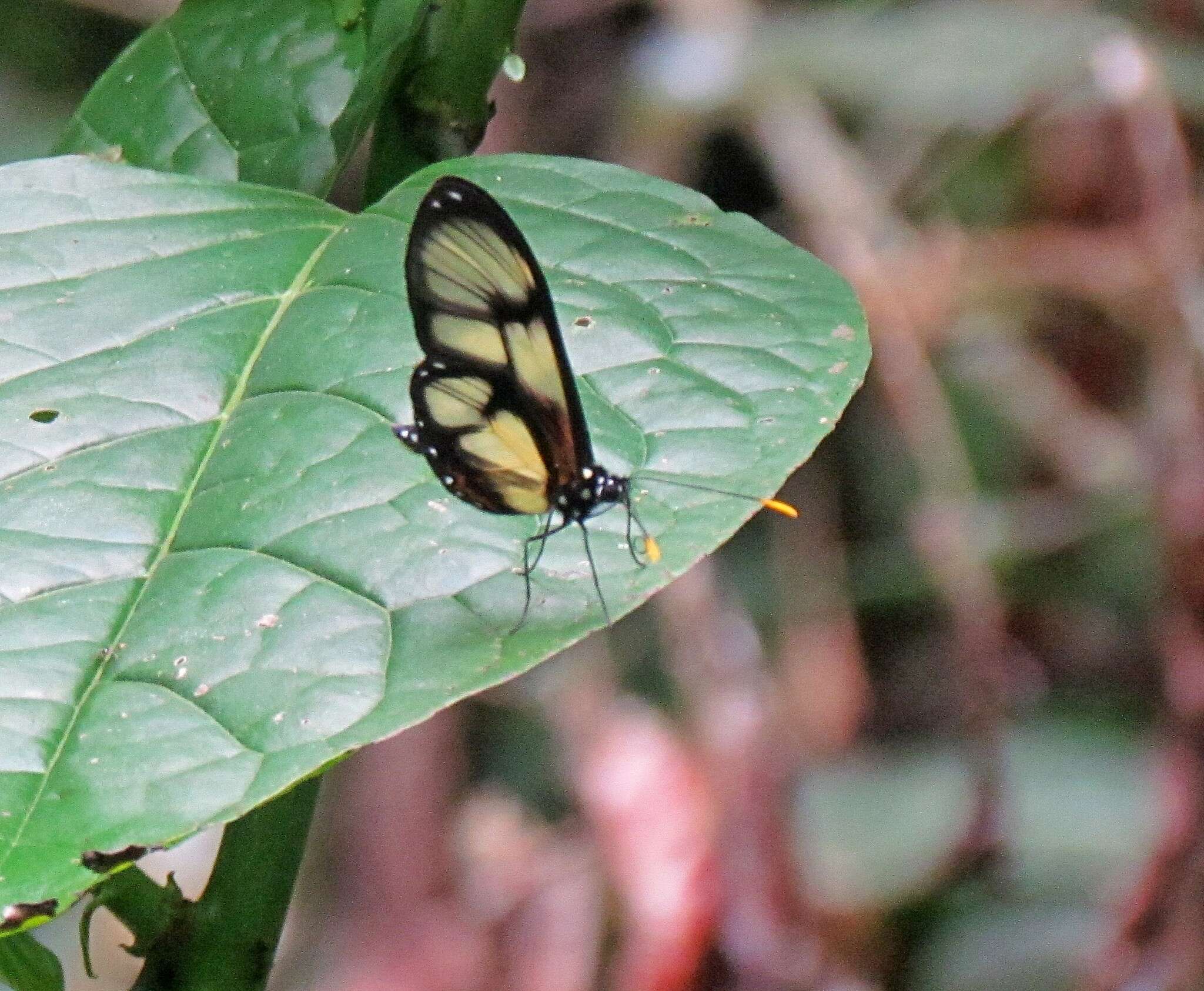 Image of Callithomia lenea Cramer 1782