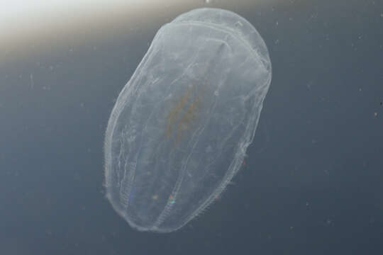 Image of sea mitre
