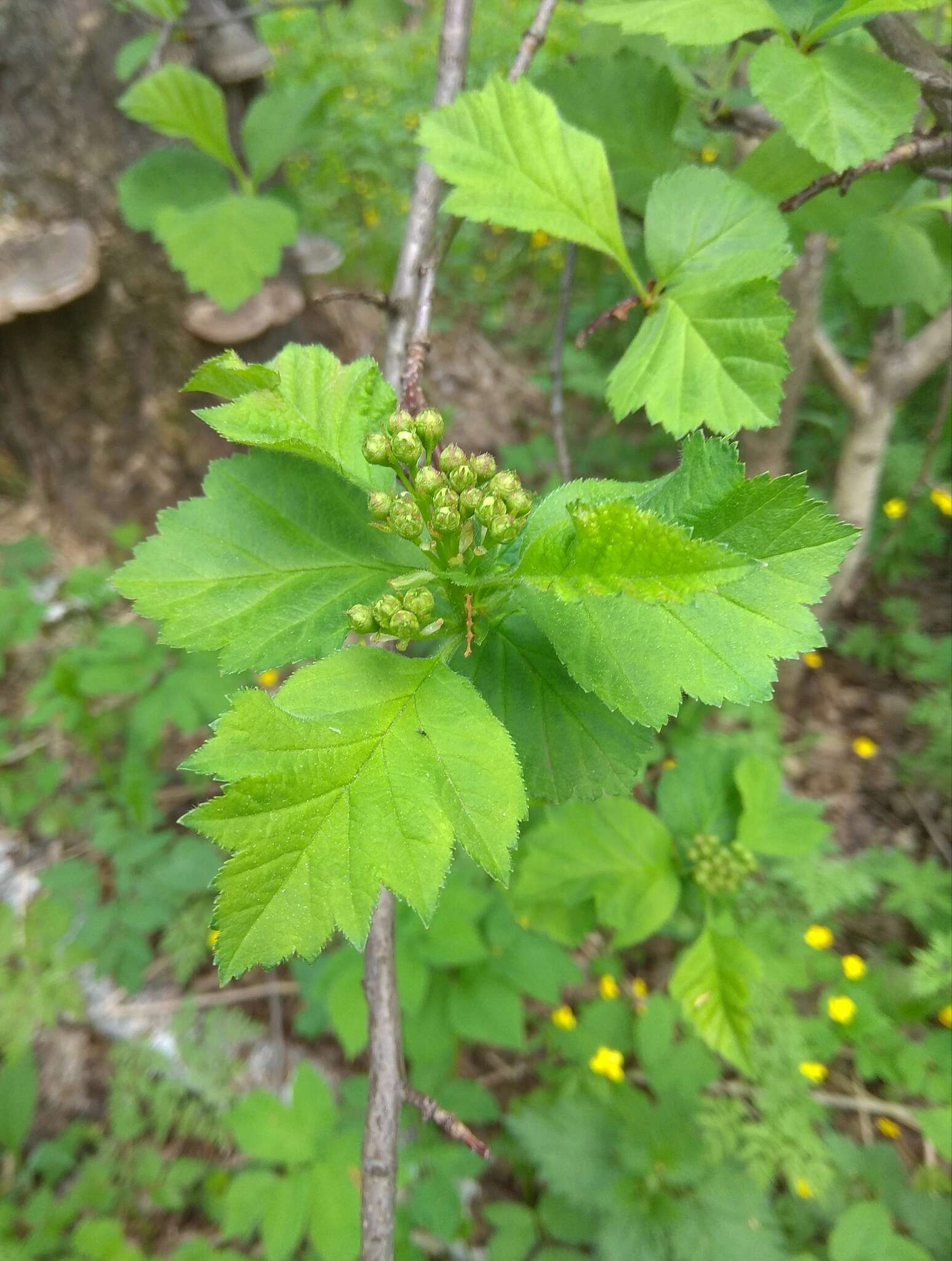 Image of Crataegus sanguinea Pall.