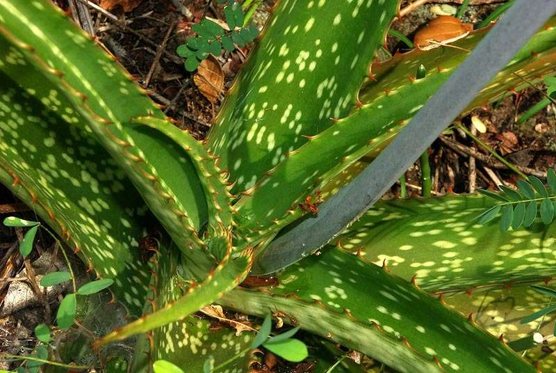 Image of Aloe dyeri Schönland