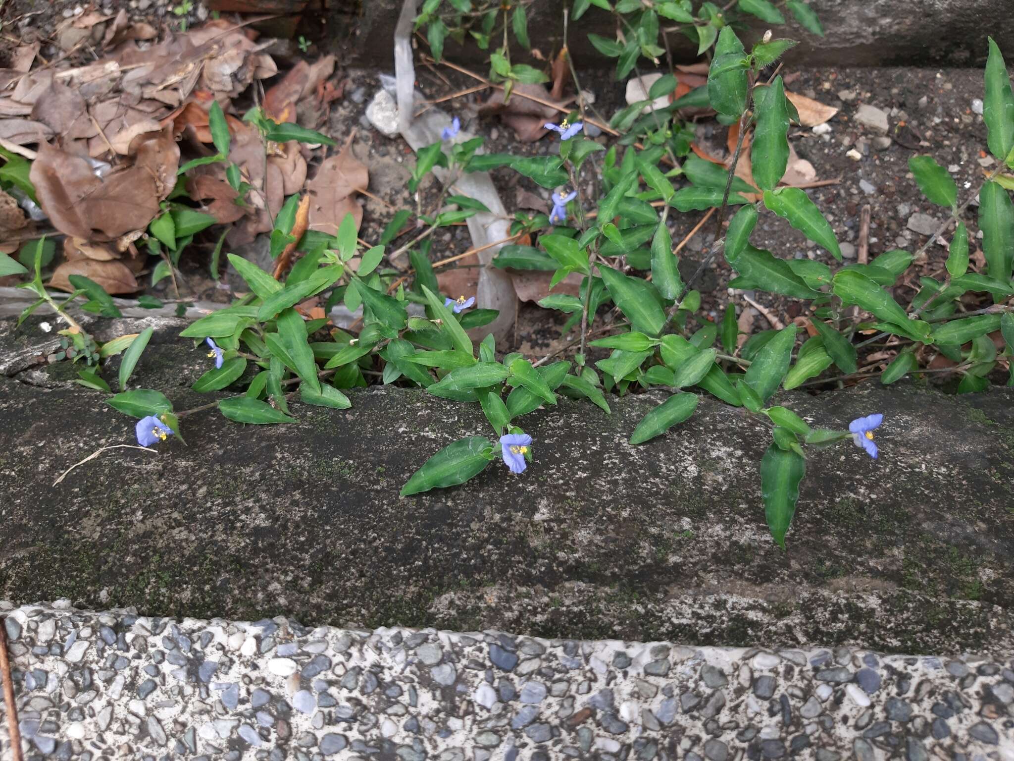 Image of Commelina auriculata Blume