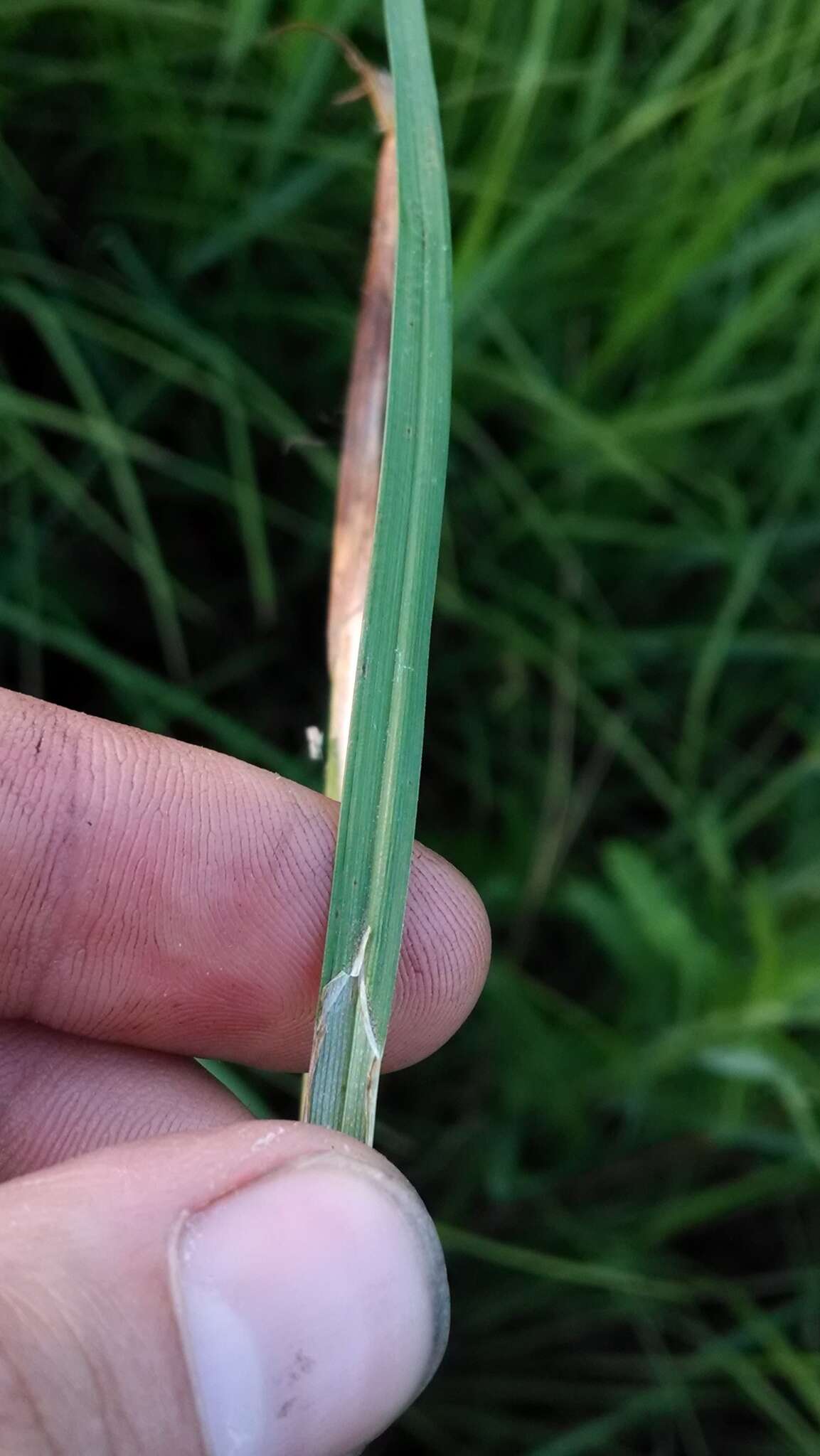 Image of Cloud sedge