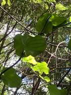 Image of Smilax azorica H. Schaef. & P. Schönfelder