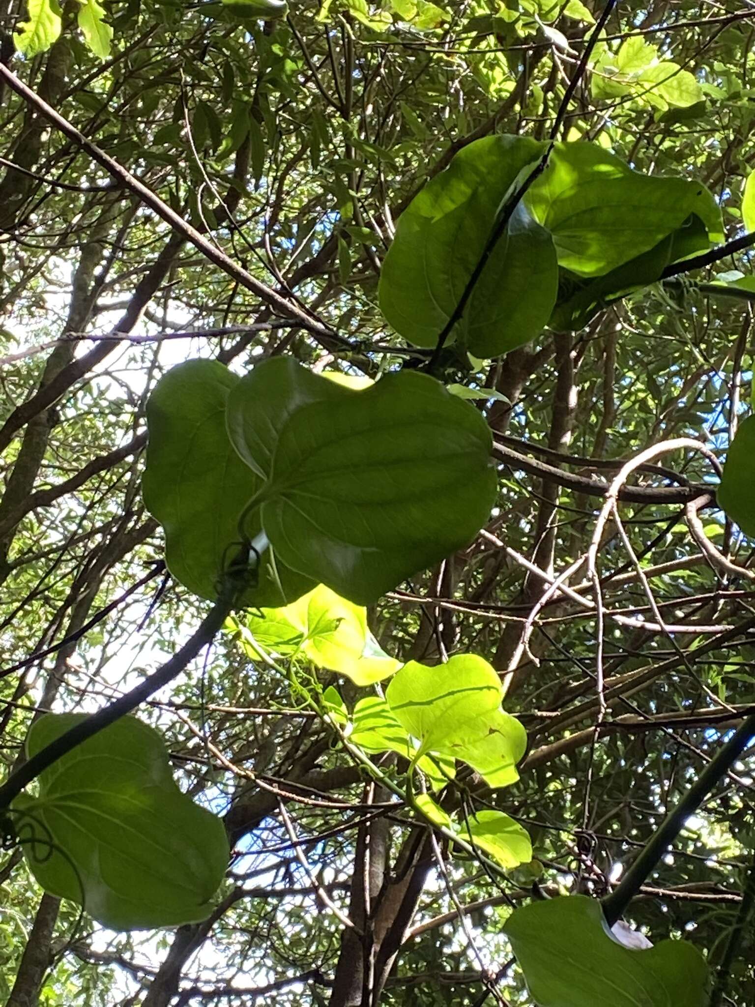 Image of Smilax azorica H. Schaef. & P. Schönfelder