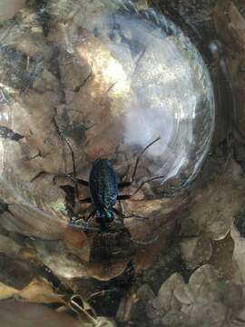 Image of Blue Ground Beetle