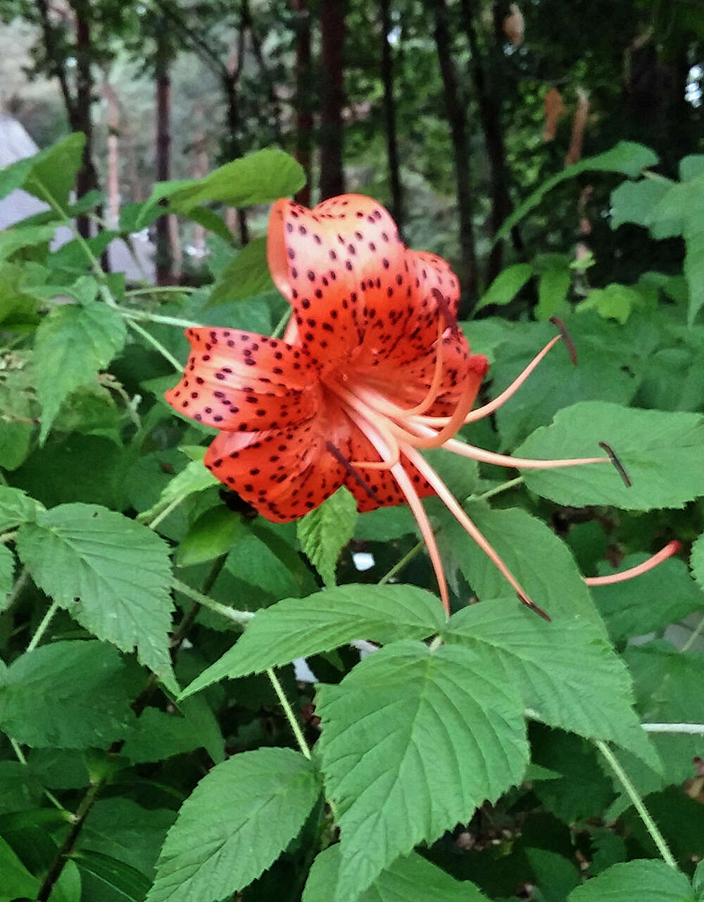 Image of Michigan lily