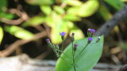 Sivun Cyanthillium kuva