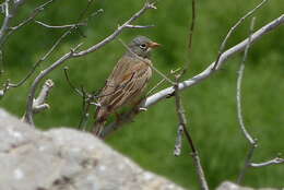 Image of Grey-necked Bunting