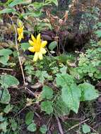 Слика од Arnica latifolia Bongard