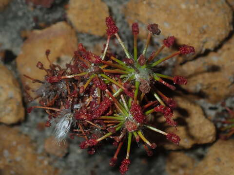 Image of Drosera barbigera Planch.