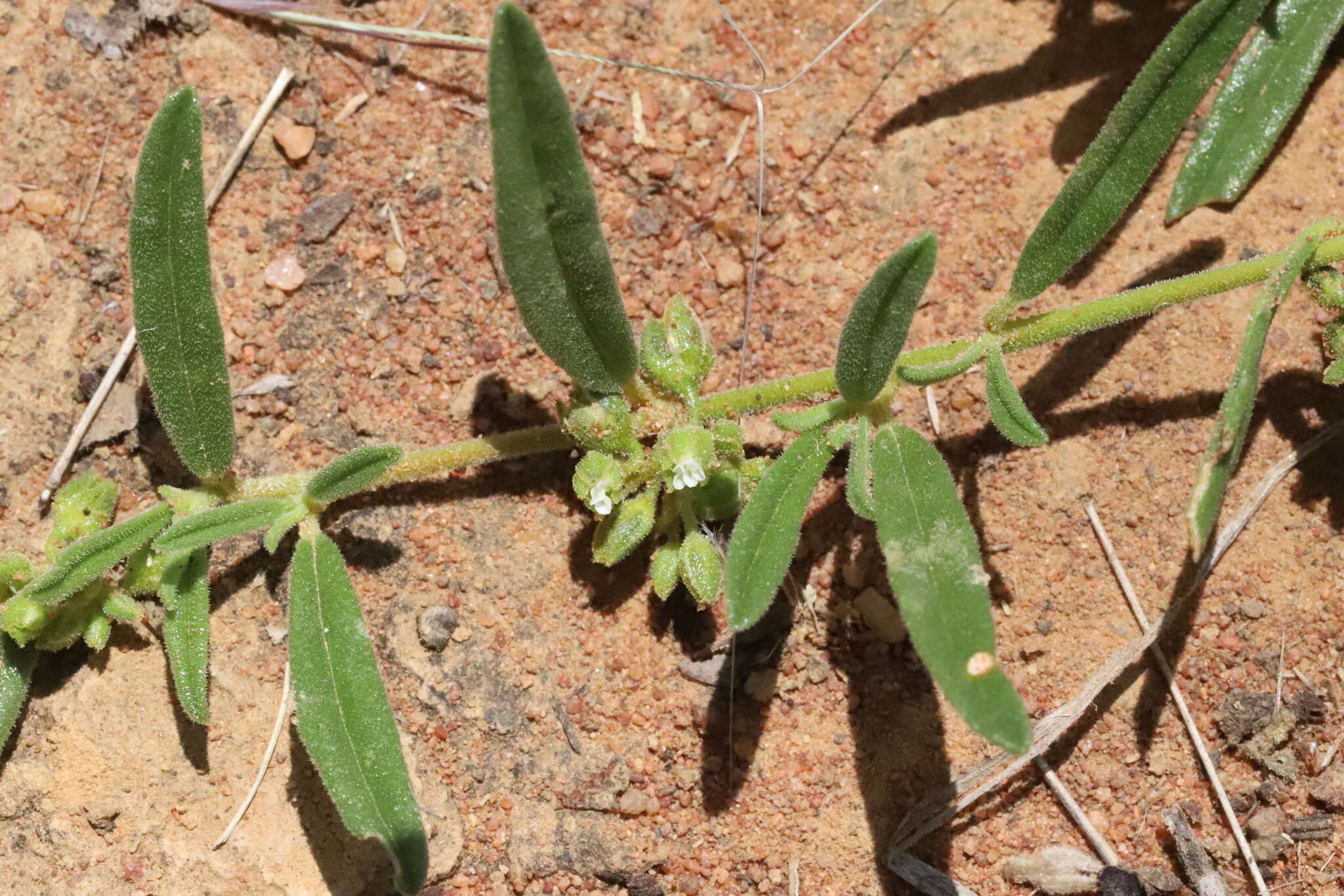 Image of Limeum viscosum subsp. transvaalense Friedr.